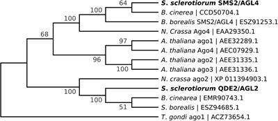 Roles of Argonautes and Dicers on Sclerotinia sclerotiorum Antiviral RNA Silencing